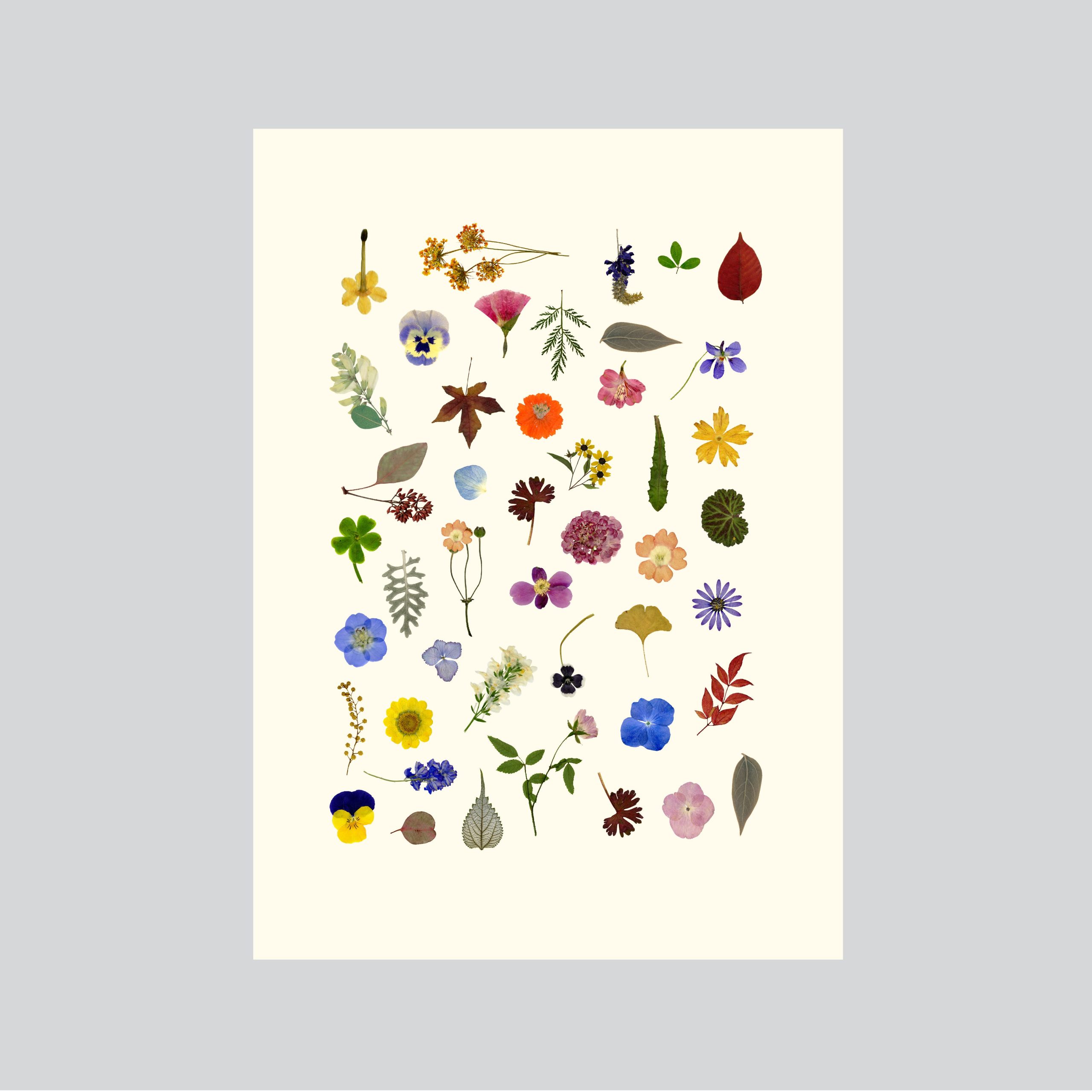 we-offer-a-huge-selection-of-cheap-post-a-card-flower-medley-online-now_0.jpg